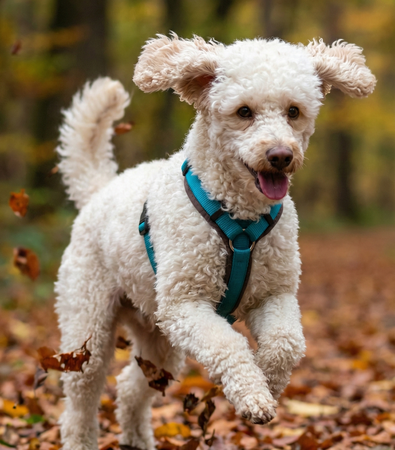 Aktiver Hund mit glänzendem Fell als Beispiel für die Vorteile von BARF und gesunde Gelenke.