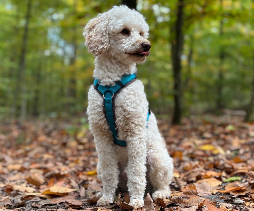 Hund Gerry, der dank BARF und Rohfütterung seine Verdauungsprobleme löste.